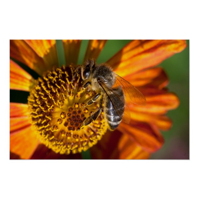 Western Honey Bee Macro Foto Poster (Vorderseite)