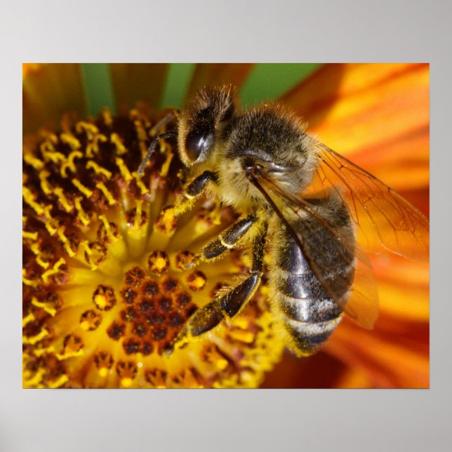 Western Honey Bee Macro Foto Poster (Vorne)