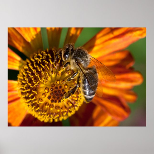 Western Honey Bee Macro Foto Poster (Vorne)