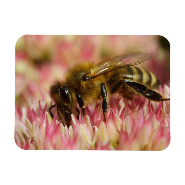Western Honey Bee Macro Magnet (Horizontal)