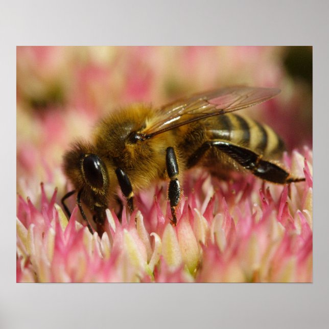 Western Honey Bee Macro Poster (Vorne)