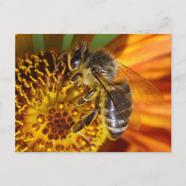 Western Honey Bee Macro Postkarte (Vorderseite)