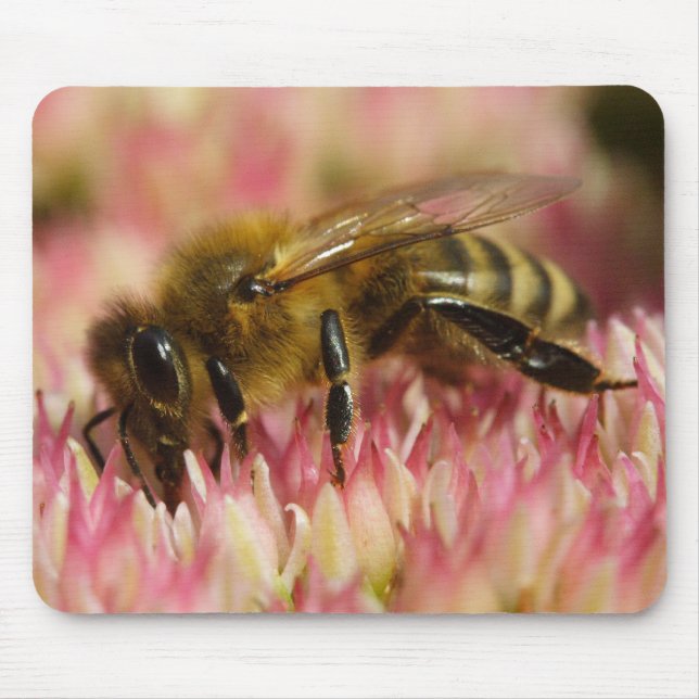 Western Honey Bee Mousepad (Vorne)