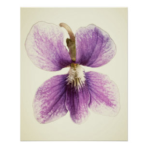 Western-Hunde Violett. Poster