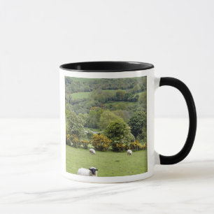 Western Irland, Dingle Halbinsel, breit Tasse