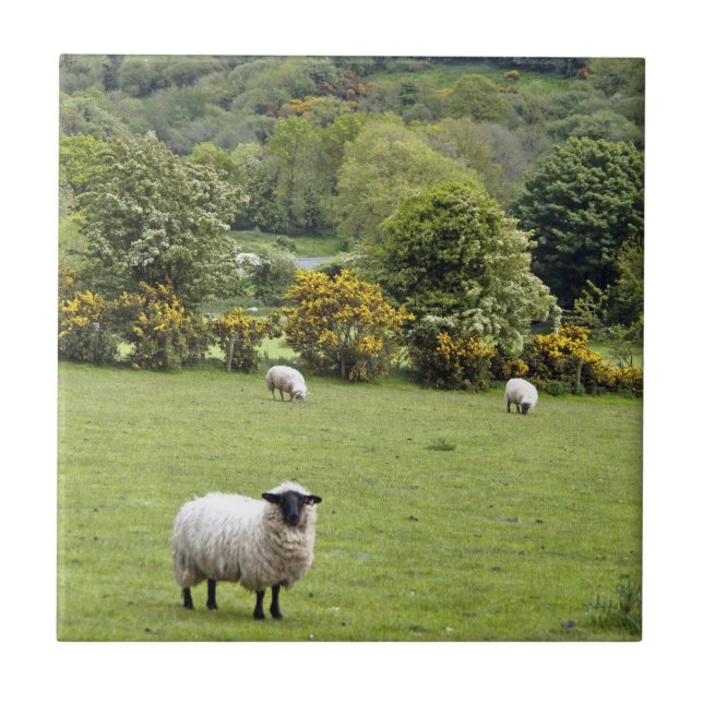 Western Irland, Dingle Halbinsel Fliese (Vorderseite)