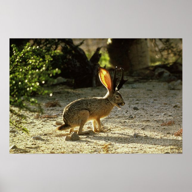 Western Jackalope Poster (Vorne)