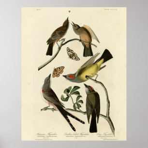 Western Kingbird, etc - Audubons Vögel in Amerika Poster