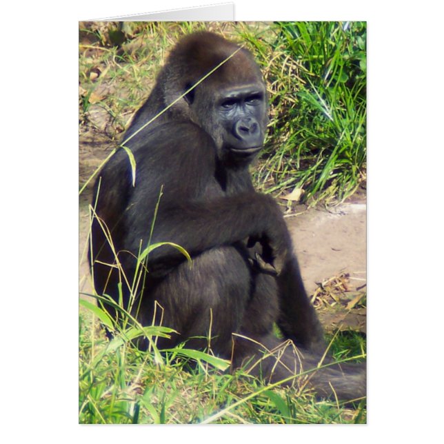 Western Lowland Gorilla (Vorne)