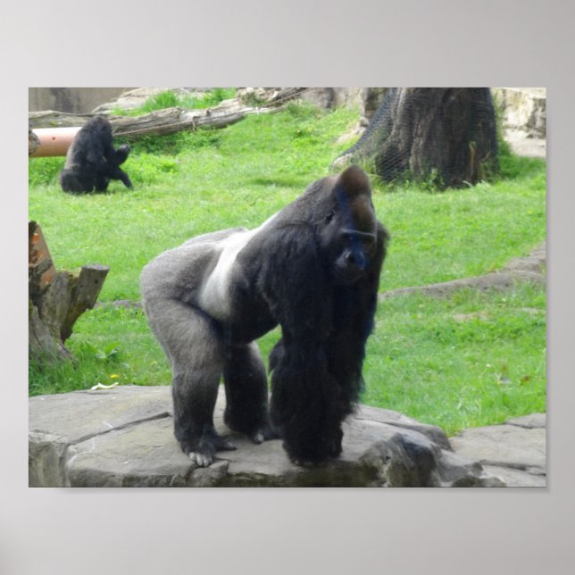 Western Lowland Gorilla #1 Poster (Vorne)