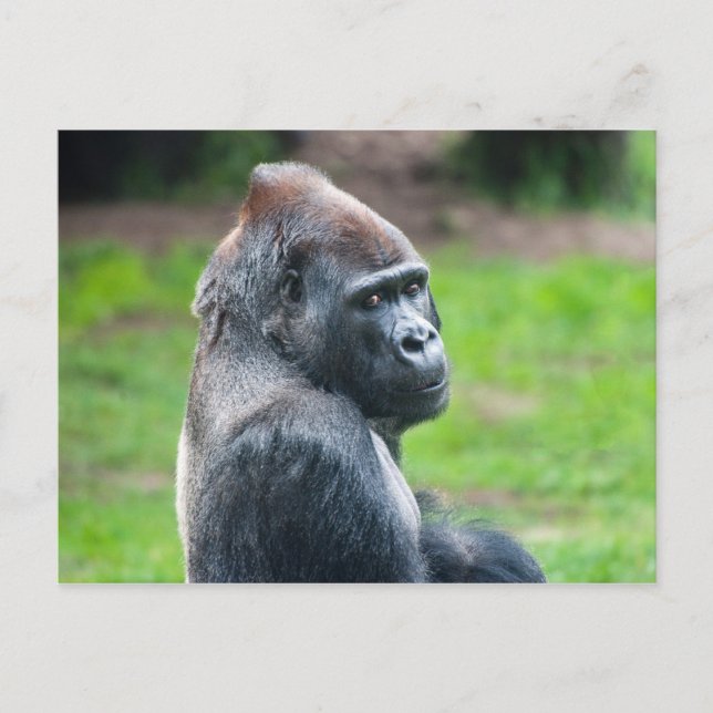 Western Lowland Gorilla Postkarte (Vorderseite)