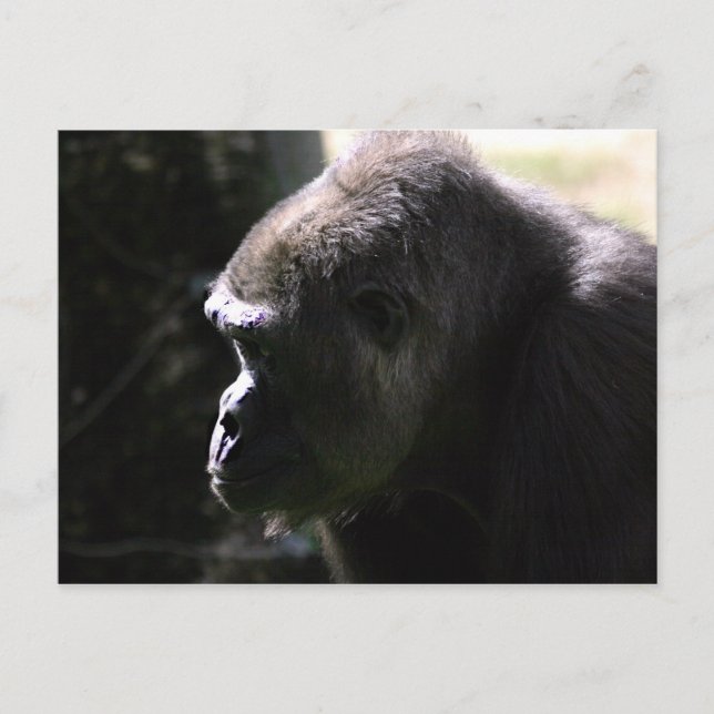 Western Lowland Gorilla Postkarte (Vorderseite)