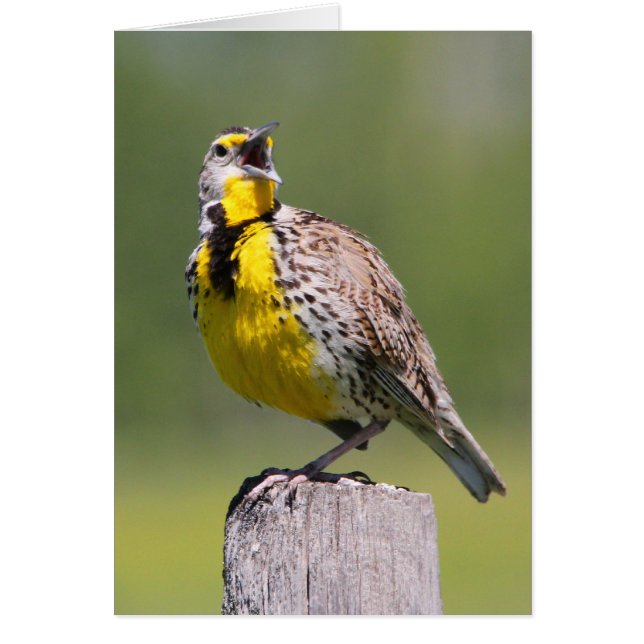 Western Meadowlark (Vorne)