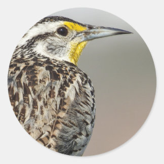 Western Meadowlark-Aufkleber Runder Aufkleber