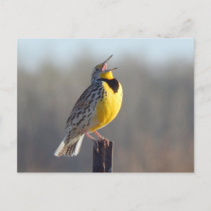 Western Meadowlark in North Dakota Postkarte