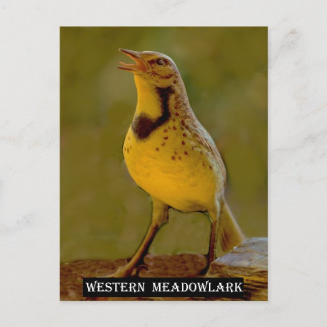Western Meadowlark (Kansas, Montana, Nebraska) Postkarte (Vorderseite)