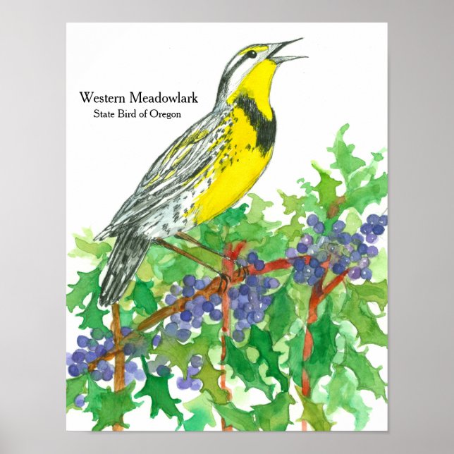Western Meadowlark Poster (Vorne)