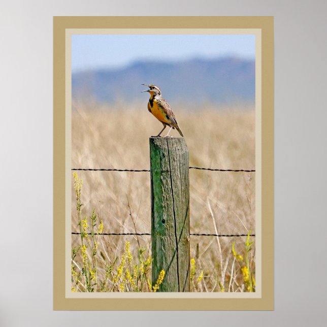 Western Meadowlark Poster (Vorne)
