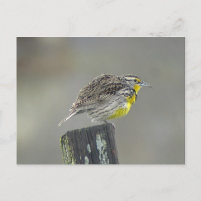 Western Meadowlark Postkarte (Vorderseite)