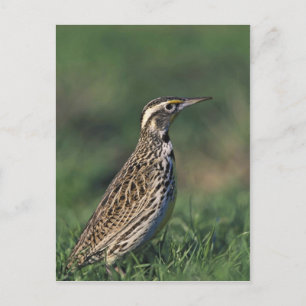 Western Meadowlark Postkarte