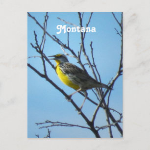 Western Meadowlark Postkarte