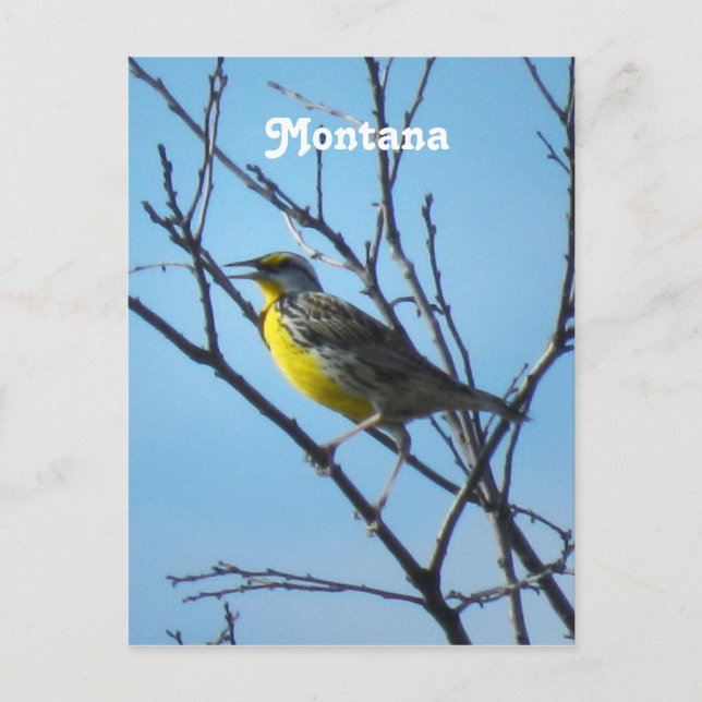 Western Meadowlark Postkarte (Vorderseite)