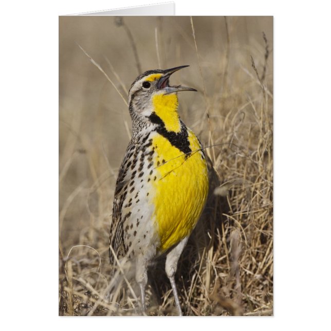 Western Meadowlark (Strunella neglecta) (Vorne)