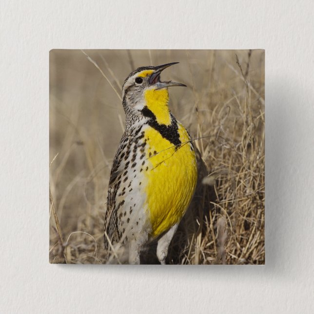 Western Meadowlark (Strunella neglecta) Button (Vorderseite)