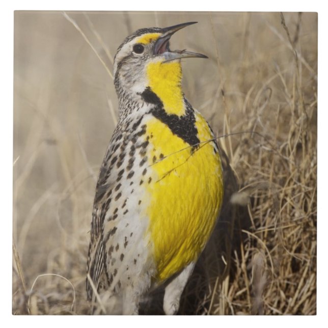 Western Meadowlark (Strunella neglecta) Fliese (Vorderseite)