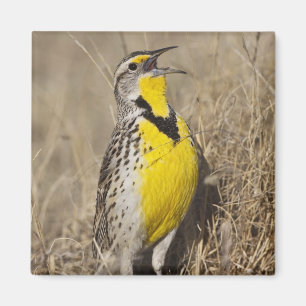 Western Meadowlark (Strunella neglecta) Magnet