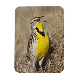 Western Meadowlark (Strunella neglecta) Magnet
