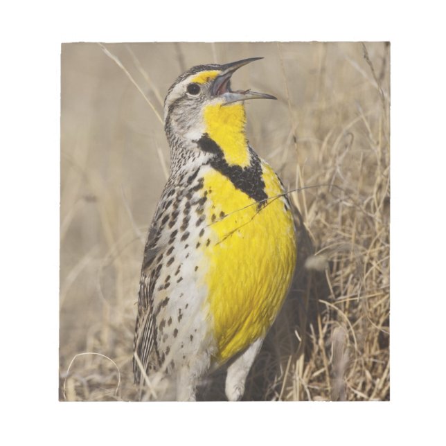Western Meadowlark (Strunella neglecta) Notizblock (Vorderseite)