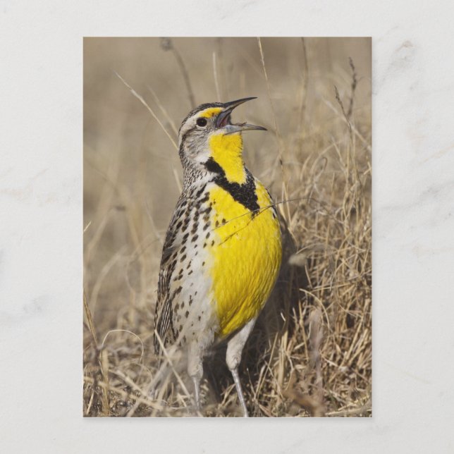 Western Meadowlark (Strunella neglecta) Postkarte (Vorderseite)
