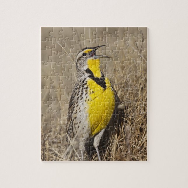 Western Meadowlark (Strunella neglecta) Puzzle (Vertikal)