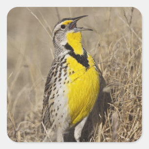 Western Meadowlark (Strunella neglecta) Quadratischer Aufkleber