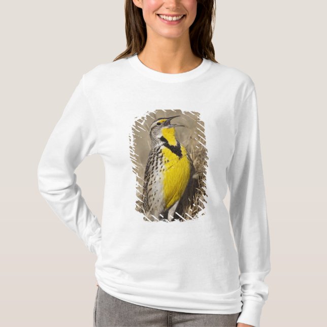 Western Meadowlark (Strunella neglecta) T-Shirt (Vorderseite)