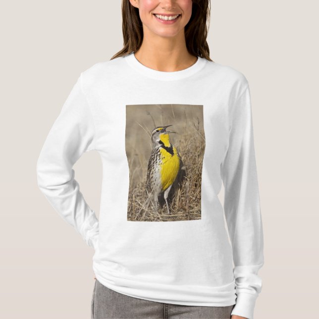 Western Meadowlark (Strunella neglecta) T-Shirt (Vorderseite)