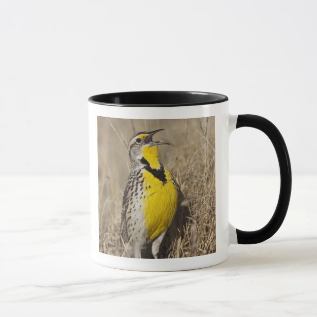 Western Meadowlark (Strunella neglecta) Tasse (Rechts)