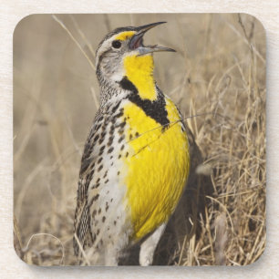 Western Meadowlark (Strunella neglecta) Untersetzer