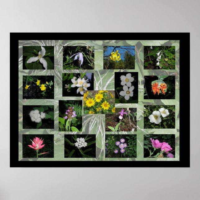 Western Montana Wildblumen drucken Poster (Vorne)