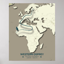 Western Osprey Migration Map - Minimalistisch Vint