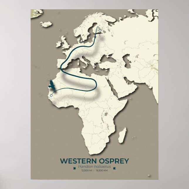 Western Osprey Migration Map - Minimalistisch Vint Poster (Vorne)