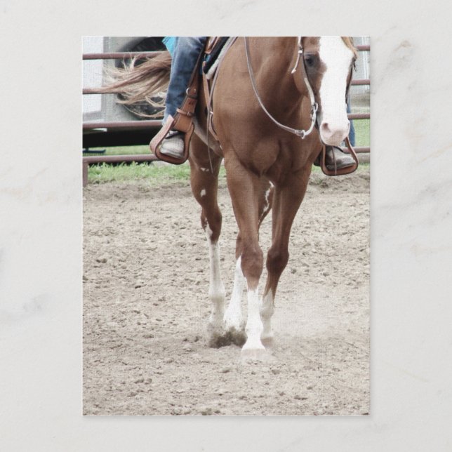 Western Paint Horse Postkarte (Vorderseite)
