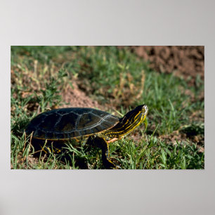 Western Painted Turtle Poster