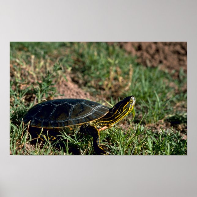 Western Painted Turtle Poster (Vorne)