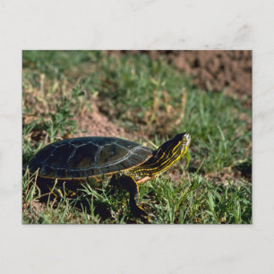 Western Painted Turtle Postkarte