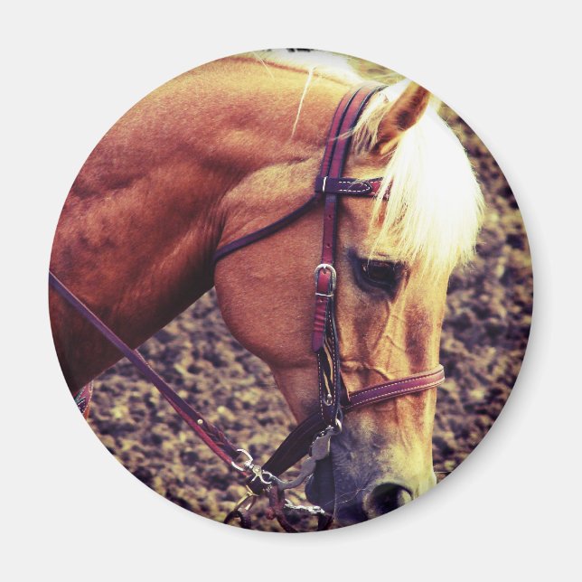 Western Palomino Magnet (Vorne)