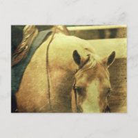 Western Palomino