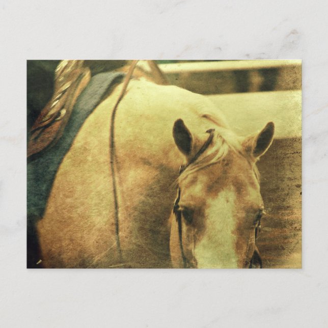 Western Palomino Postkarte (Vorderseite)
