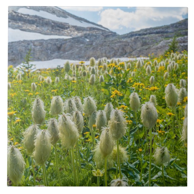 Western Pasqueflower | Ost-Kootenay-Berge Fliese (Vorderseite)